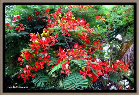 flamboyant