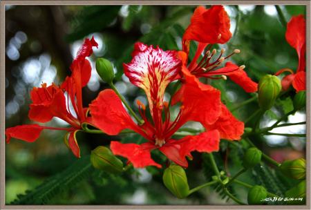 feur de flamboyant