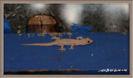 encore un gecko