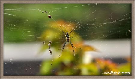 une p'tite araignier