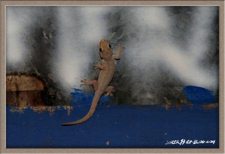 margoullat ou gecko
