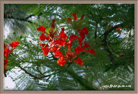 flamboyant