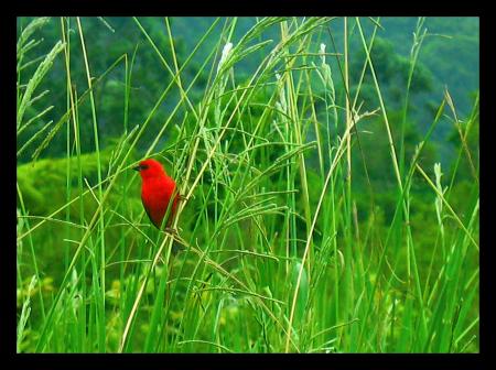 foudi rouge